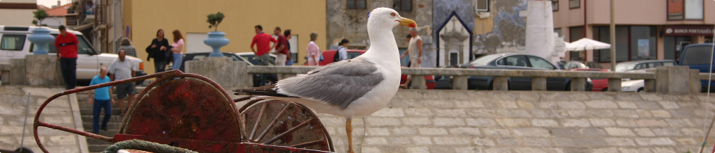 Banner Rotativo - Gaivota